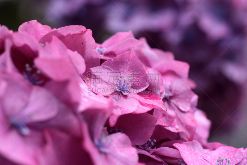 雨,紫色,八仙花属,花朵,水,水平画幅,枝繁叶茂,爱尔兰共和国,无人,雨滴