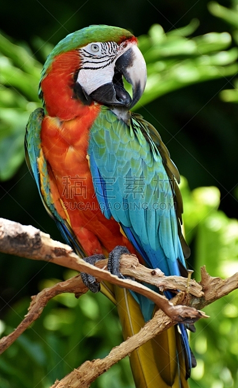 金刚鹦鹉,丑角,停车楼,丑鸭,亚马逊雨林,亚马逊地区,自然,垂直画幅,南美,热带鸟