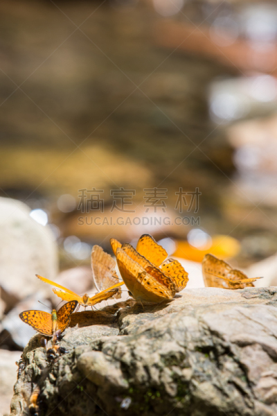 蝴蝶,色彩鲜艳,垂直画幅,水,泥土,动物身体部位,图像,明亮,白色,彩色图片