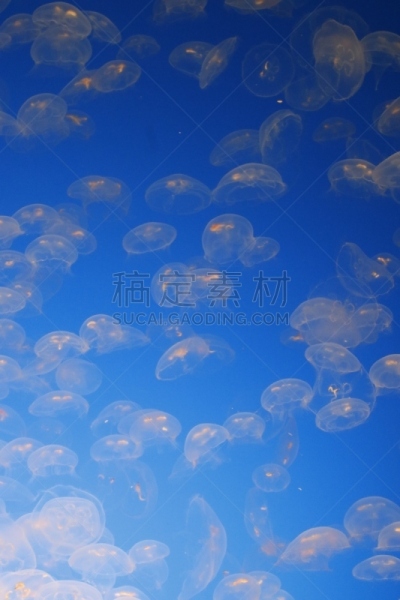 水母,蒙特利海湾水族馆,蒙特利半岛,白色,垂直画幅,橙色,图像,加利福尼亚,蒙特利市,游泳