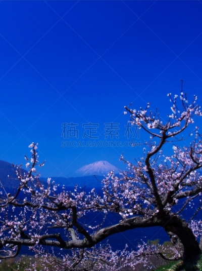 洞爷湖,北海道,富士山,非凡的,风景,欲望,有珠山,羊蹄山,梅子,梅花