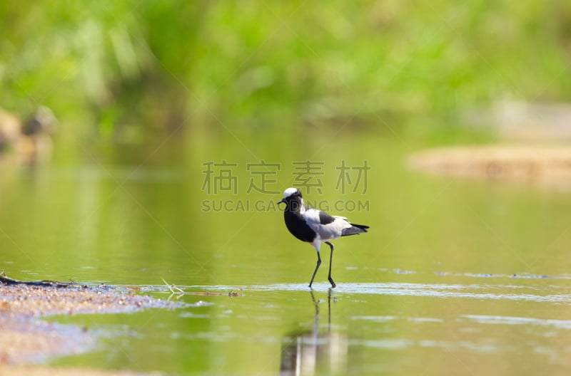 麦鸡亚科,鸻,铁匠,自然,水,野生动物,水平画幅,小的,无人,鸟类