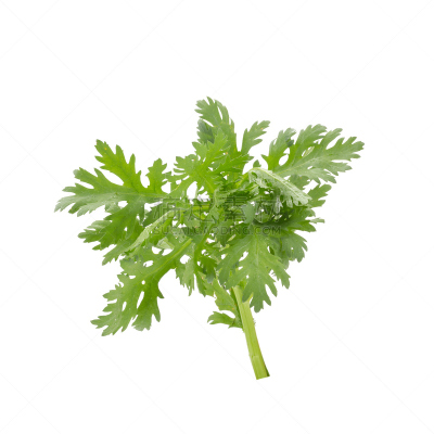 菊花,白色背景,分离着色,怀石料理,日式炖菜,夏天,草,特写,泰国,明亮