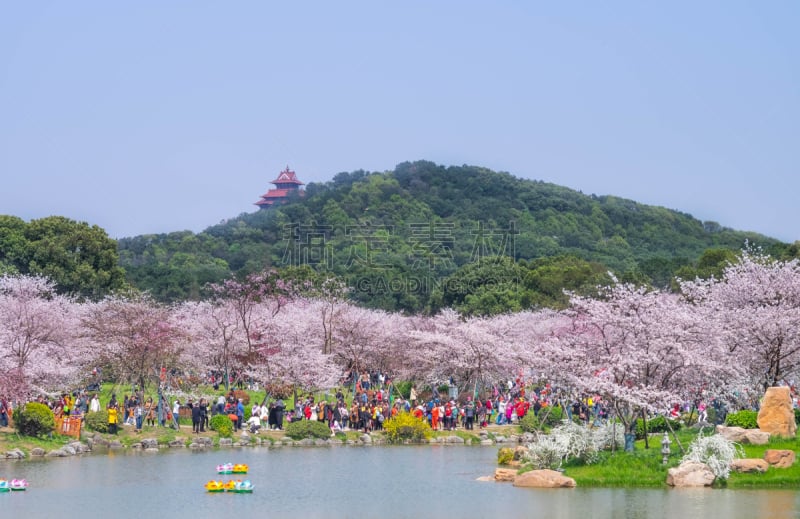 中国,湖北省,园林,樱之花,热,池塘,植物,户外,晴朗,充满的