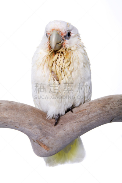 白色,分离着色,婴儿,美冠鹦鹉,垂直画幅,无人,鸟类,鹦鹉,白色背景,背景分离