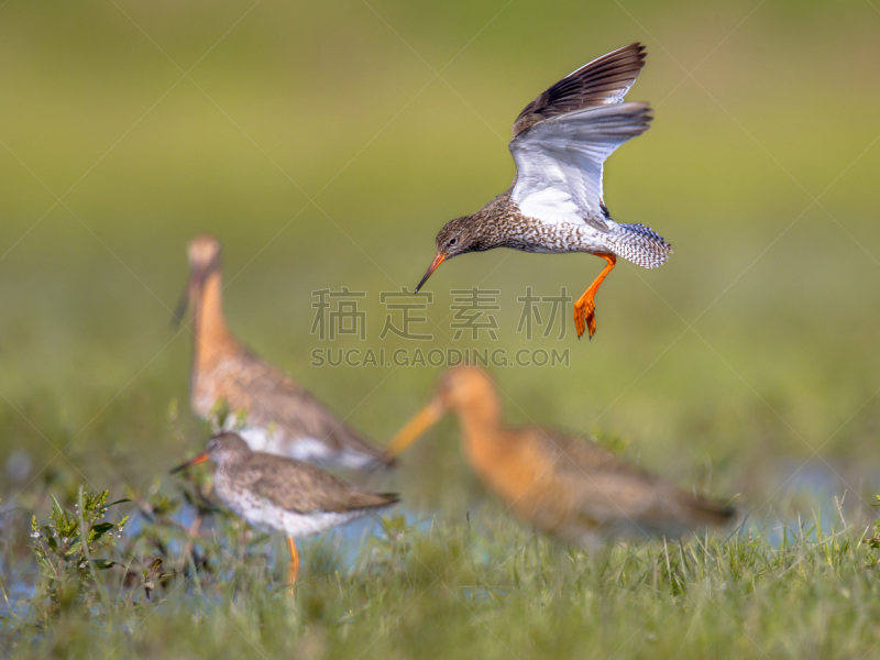 防水长靴,鹭管鱼,常见的红脚鹬鸟,破伤风,北布拉班特,鹬鸟,格罗宁根省,瓦登海.,弗里斯兰省,水