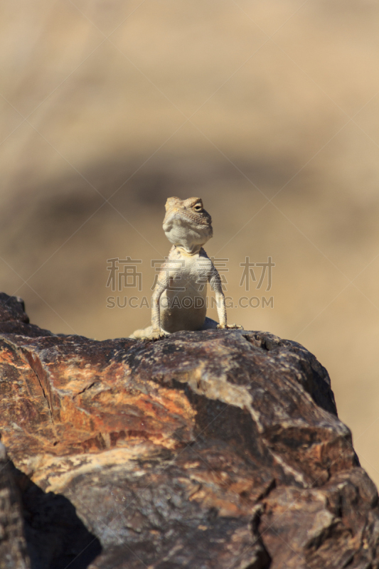 壁虎,石化木,沙漠,垂直画幅,选择对焦,留白,褐色,注视镜头,动物身体部位,野外动物