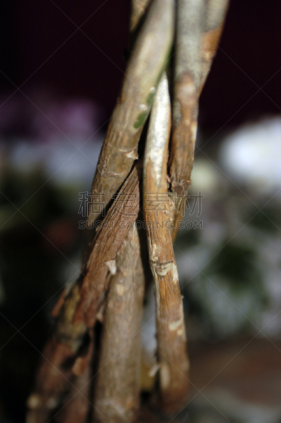 植物,心脏移植术,移植手术,年轮,盆景,自然,垂直画幅,无人,圆木,健康保健
