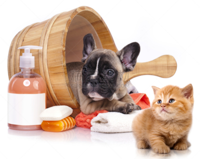 小狗,斗牛犬,小猫,宠物美容师,抗寄生虫药,洗澡盆,理毛行为,身体保养,沐浴露,宠物