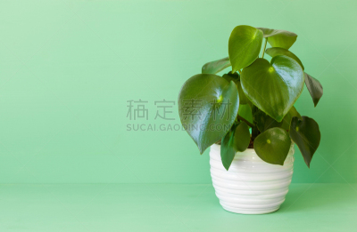 室内植物,白色,锅,水平画幅,枝繁叶茂,无人,干净,特写,明亮,植物
