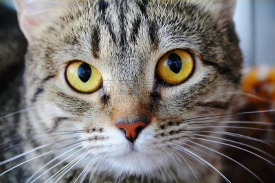 猫,圣伯纳犬,黄眼睛,哺乳纲,宠物,水平画幅,鬓角,动物,猫科动物,摄影