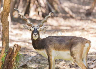 印度羚,羚羊,自然,野外动物,brow-antlered deer,蹄,鹿角,食草,野生动物,动物发育阶段