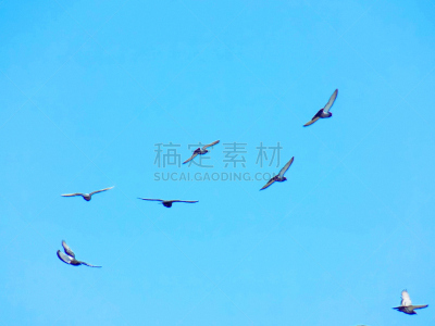 鸽子,鸟编队飞行,仅晴空,羊群,背景,一群鸟,动物躯干,自然,天空,天堂