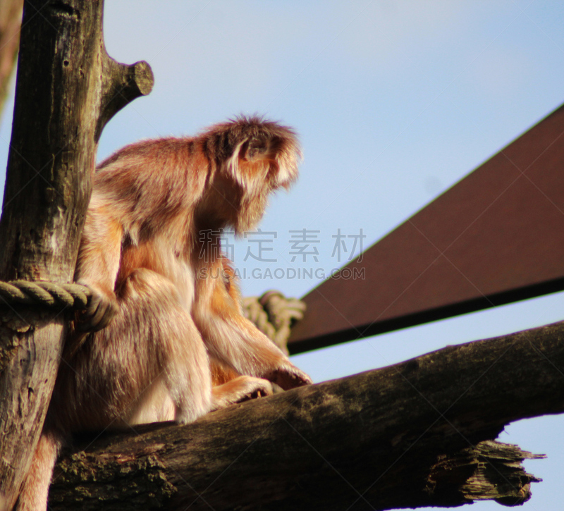 ebony langur,水平画幅,智慧,无人,猴子,热带雨林,夏天,户外,特写,雨林