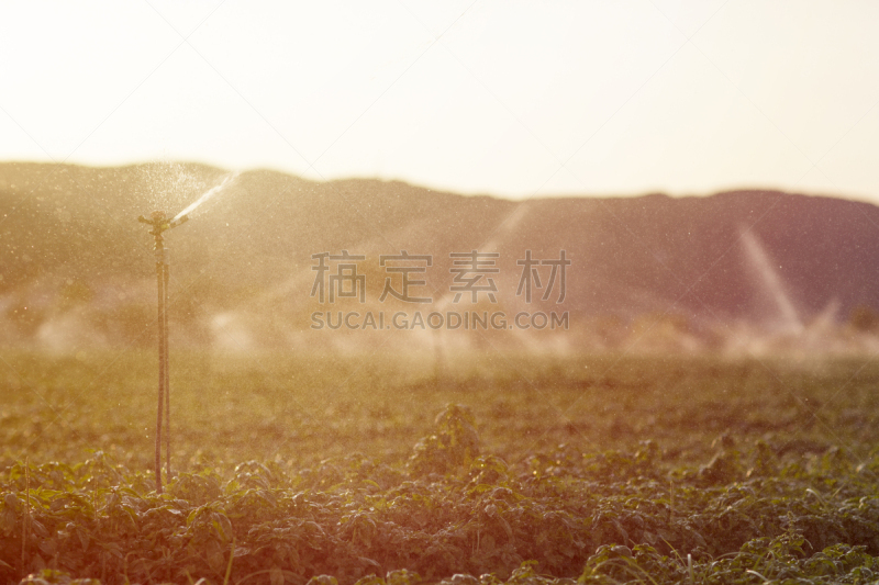 田地,罗勒,洒水机,灌溉设备,大特写,水,天空,水平画幅,湿,夏天