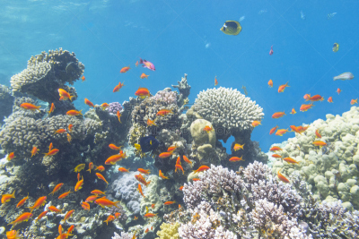 水下,礁石,鱼类,海洋,anthias fish,鸡尾酒,丝鳍拟花鮨,硬珊瑚,红海,鱼群