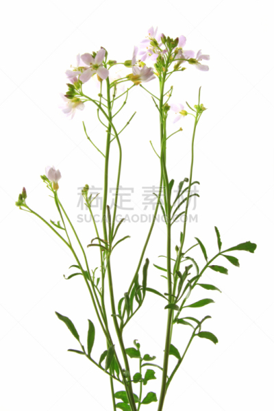 草甸碎米荠,花朵,碎米荠属植物,自然,垂直画幅,十字花科,无人,白色背景,背景分离,仅一朵花