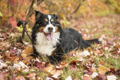 肖像,伯恩山犬,户外,可爱的,纯种犬,狗,加拿大,哺乳纲,草,动物