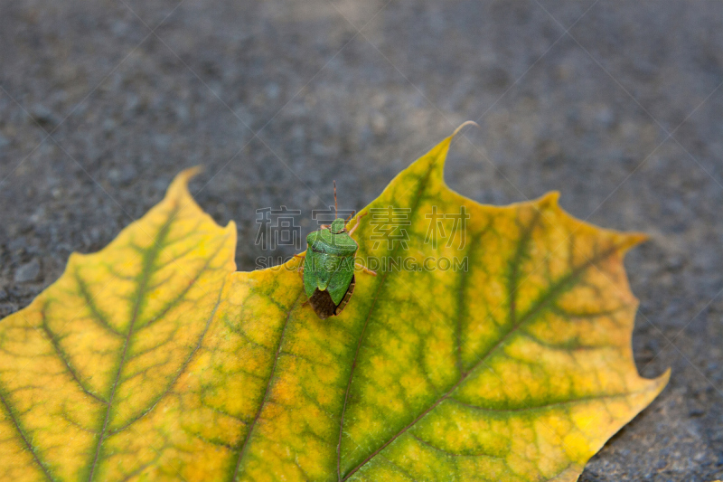 枫叶,接力赛,盾蝽,Green Shield Bug,自然,野生动物,水平画幅,绿色,秋天