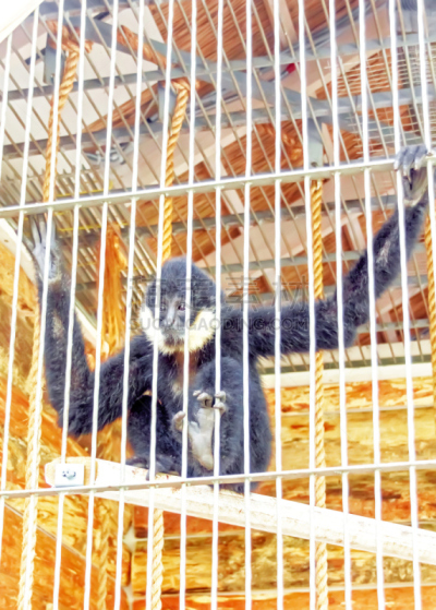 猴子,自然,垂直画幅,可爱的,脸颊,面部表情,偏远的,肖像,黑色