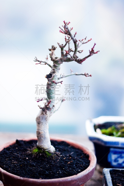 盆景,风水,温室,栽培植物,花盆,陶瓷制品,业余爱好,禅宗,星和园,垂直画幅