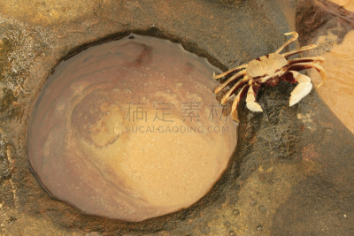 鬼蟹,有角的,眼柄,水,水平画幅,沙子,岩石,动物身体部位,特写,螃蟹