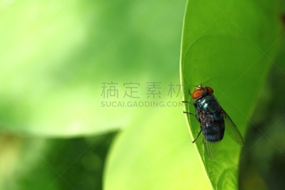 两翼昆虫,黑蚊,竹笋虫科,枭蝇,马蝇,家蝇,水平画幅,林区,无人,野外动物