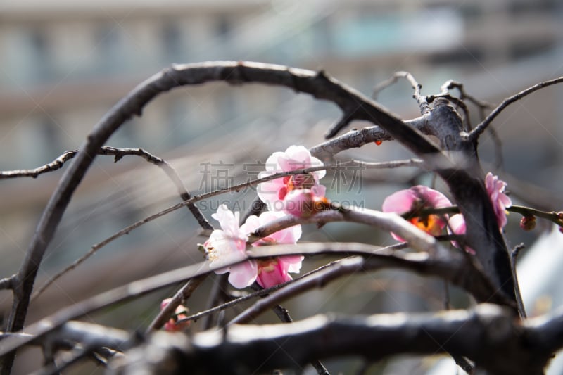 李子,梅子,李树,梅花,选择对焦,水,水平画幅,无人,早晨,户外