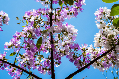 自然,myrtle-beech tree,花束月季,千屈菜科,crepe myrtle tree,植物园,美,水平画幅,无人,泰国
