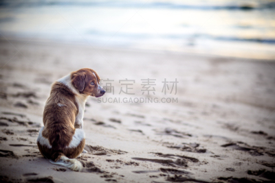 海滩,普吉岛,寂寞,狗,留白,风,悲痛,水平画幅,夜晚,帕通海滩