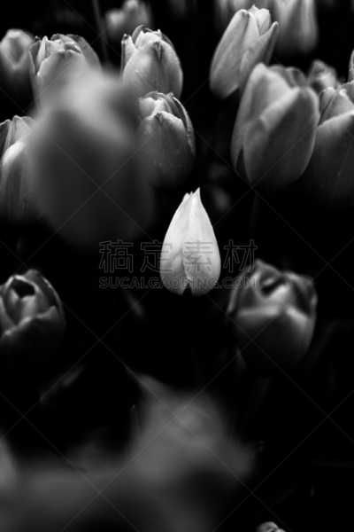 嘉龄,自然,垂直画幅,人的头部,郁金香,抽象,夏天,户外,草,花蕾