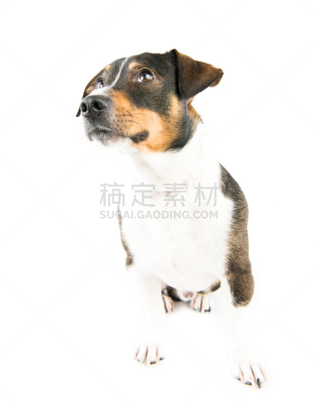 杰克拉瑟短腿犬,小丑眼镜,白色背景,richard daniels,russell,垂直画幅,梗犬,模板,人的脸部,情感