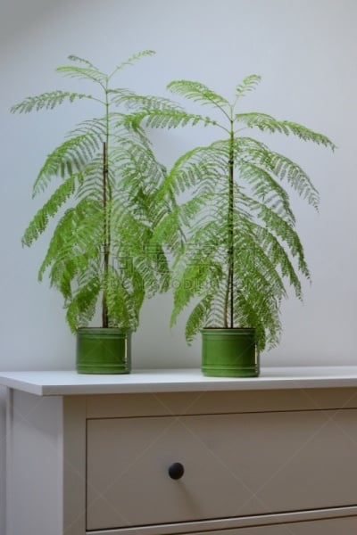 枝繁叶茂,植物,房屋,室内,清新,花盆,环境,英国,现代,装饰物
