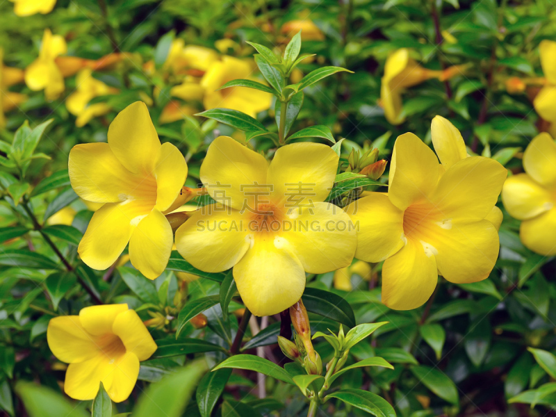 自然美,黄色,软枝黄蝉,毛莨科,芳香的,水平画幅,无人,户外,特写,花