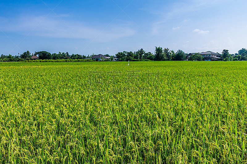 泰国,农业,自然,天空,水平画幅,绿色,无人,户外,农作物,田地