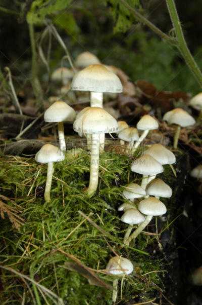 真菌,自然,垂直画幅,秋天,无人,有毒生物体,蘑菇,户外,毒蘑菇,树林