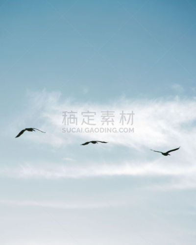 天空,鹈鹕,蓝色,明亮,羊群,编队飞行,垂直画幅,领导能力,形状,无人