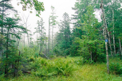 魁北克,雨,自然荒野区,塔伯拉山滑雪场,汤布朗山省立公园,水,水平画幅,枝繁叶茂,无人,户外