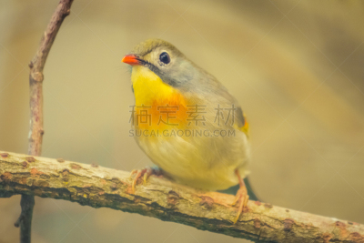 鸟类,特写,红嘴相思鸟,亚洲,自然,红色,夜莺,鸟笼,图像,北美歌雀