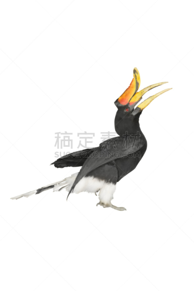 犀牛鸟,分离着色,眼痛,犀鸟,最大,杂食动物,犀牛,垂直画幅,热带鸟,美