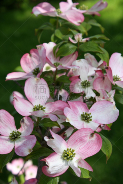 开粉花的山茱萸,开花的山茱萸,山茱萸,箭木,垂直画幅,无人,户外,特写,仅一朵花,植物