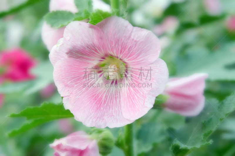 木槿属,曼谷,诗丽吉王后,园林,泰国,美,水平画幅,无人,夏天,特写
