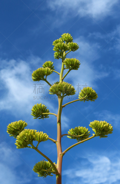 仅一朵花,龙舌兰属植物,龙舌兰仙人掌,单子叶植物,芦荟,垂直画幅,天空,无人,夏天,偏远的