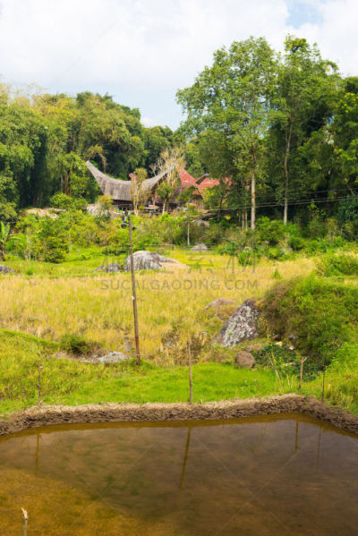 地形,塔纳托拉雅,垂直画幅,天空,古典式,沼泽,水稻梯田,苏拉威西,著名景点,黑云压城