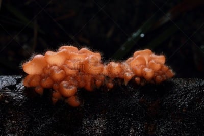蘑菇,森林,伞形毒菌,毒蝇菇,真菌学,毒蘑菇,孢子,水平画幅,秋天,无人