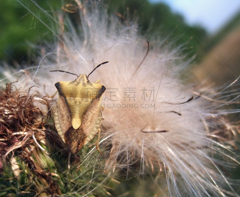 盾蝽,夏天,自然,无脊椎动物,水平画幅,绿色,无人,黄昏,户外,Green Shield Bug