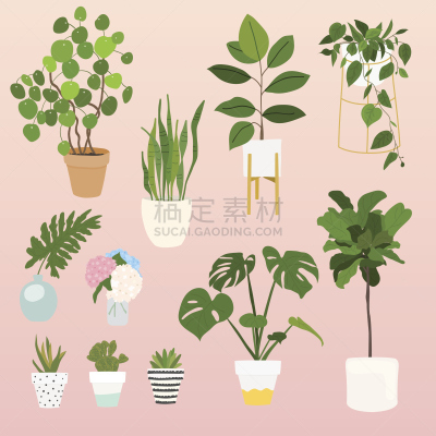 室内植物,华丽的,盆栽植物,花盆,灌木,重新造林,锅,装饰艺术,仙人掌,花卉商