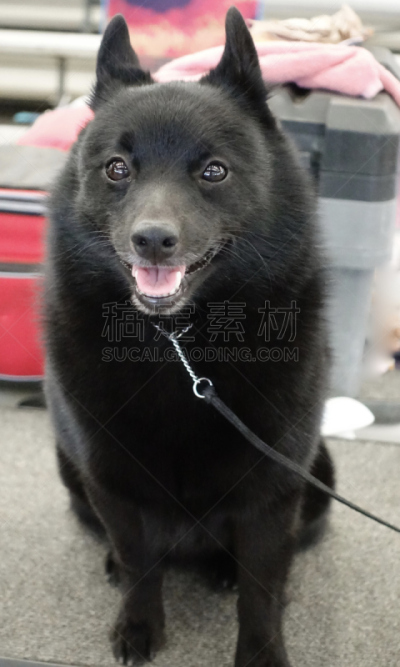 比利时,狗,动物保护,活力,可爱的,纯种犬,敏捷,饲养员,小的