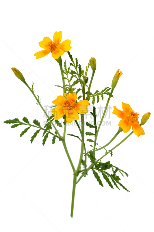万寿菊,bouquet garni,草本园,垂直画幅,无人,花序,健康保健,香料,户外,背景分离