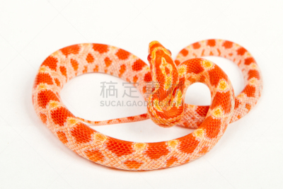 蛇,洪都拉斯,自然,野生动物,水平画幅,无人,螺线,鞭子,爬行纲,动物
